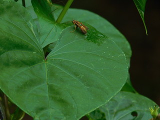 Bee on a leaf