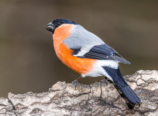 bullfinch