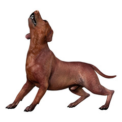 Obraz premium 3D Rendering Labrador Dog on White