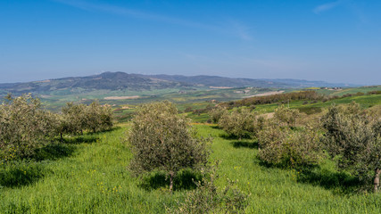 Obraz premium Olive field in tuscany italy