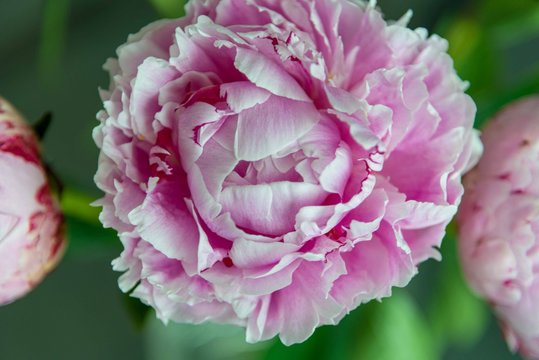 Closeup of Blooming Pink Peony Flower- Pink Peonies Closeup Horizontal