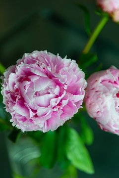 Closeup of Pink Peony Flower with Greenery in Background - Two Peonies Blooming