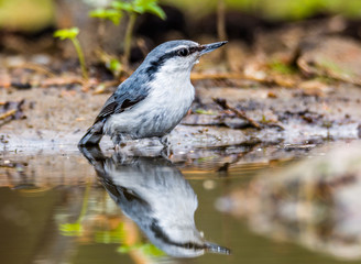 nuthatch