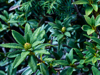 green mountain plant in the garden
