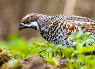 	hazel grouse 