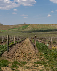 Fototapeta na wymiar Landscape panorama of tuscany italy