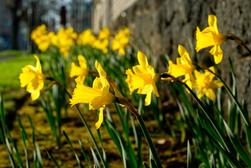 Yellow daffodils planted in the garden reaching for the morning sun.