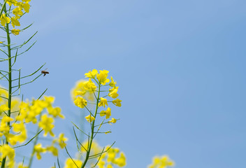 A bee flying over a yellow flower, Close-up on the bee.