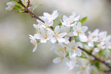 小梨の花（ズミ）