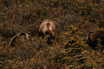 Small family of Grizzly Bears searching for berries, Yukon, Canada