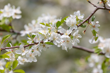 小梨の花（ズミ）