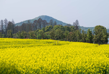 Yellow flower field in summer sunshine