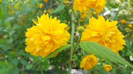 Closeup view of lovely yellow flower against a green leaves background