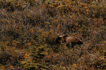Small family of Grizzly Bears searching for berries, Yukon, Canada