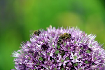 Naturnaher Garten, bienenfreundlicher Garten, Bienen auf einer Blüte des Zierlauchs