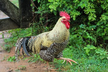 Free Range Barred Rock Rooster strutting in his Farm Yard