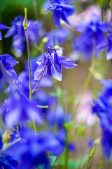 blue flowers bells in the flower bed, close-up