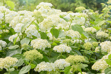 White Hydrangea arborescens Annabelle, backlit by the sun in summer. Flowers of smooth hydrangea...