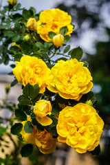 lush yellow roses in the garden, close-up