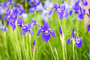 Fototapeta na wymiar purple irises on the background of green leaves