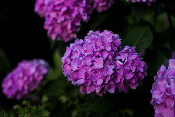 Hydrangea flowers in garden, Closeup