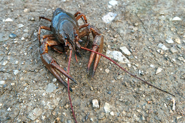 River crayfish. A river crayon crawled out of polluted water onto a dry bank in search of salvation.