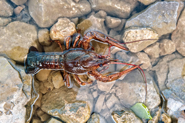 Crayfish.River crawling crawling in shallow water on large stones.View from above.