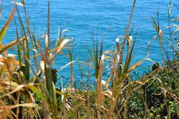 palms and blue sea