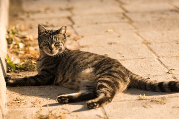 Old homeless cat on the street.