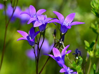 campanula