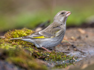 greenfinch