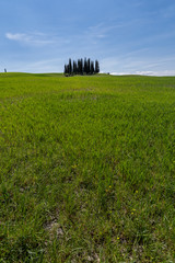 Obraz premium Cypress field in the tuscany italy