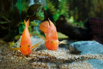 Two colorful aquarium fishes in fish tank, carassius auratus