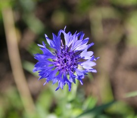 Bachelor's Button Flower in Garden Centaurea cyanus