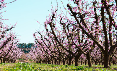 blooming peach trees in spring