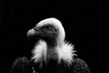 - griffon vulture -