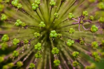 Abstract green background, selective focus. Dew on the plant, water drops after rain. decorative inflorescence Allium, Decorative blooming garlic close up 