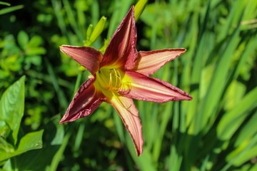 closeup of Burgundy Star Variety Daylily Hemerocallis