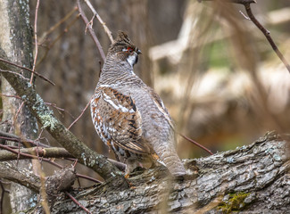 	hazel grouse