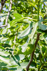 The big no ripe fruit on the fig tree, hidden sheets