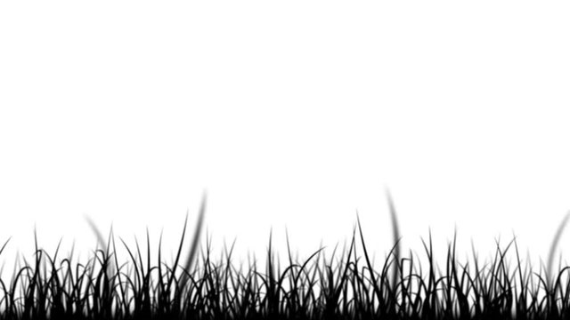 Black And White Grass Leaves Isolated Silhouette Loop/ 4k animation of a loop of elegant blades of grass patterns moving in the wind isolated on white background