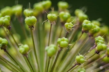 Abstract green background, selective focus. Dew on the plant, water drops after rain. decorative inflorescence Allium, Decorative blooming garlic close up 