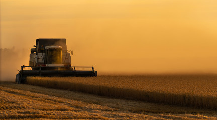 Combine harvester harvests wheat at sunset.	