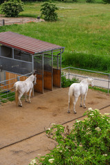 Blick von oben auf zwei weiße Pferde