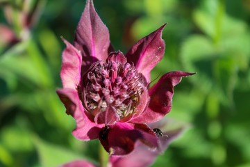 Bee Balm Flower (Monarda) Closeup
