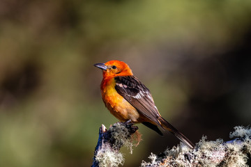 Flame-colored tanager Piranga bidentata, adult male perched on a moss covered stump, Costa Rica, February 2019