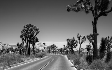 Joshua Tree; Nationalpark,road,rocks,palm,California; USA,