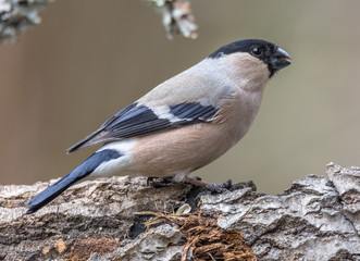 bullfinch