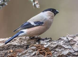 bullfinch