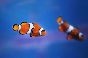 Fototapeta na wymiar Couple of clownfish (Western clownfish, Ocellaris Clownfish, False Percula Clownfish) in blue marine water underwater photo